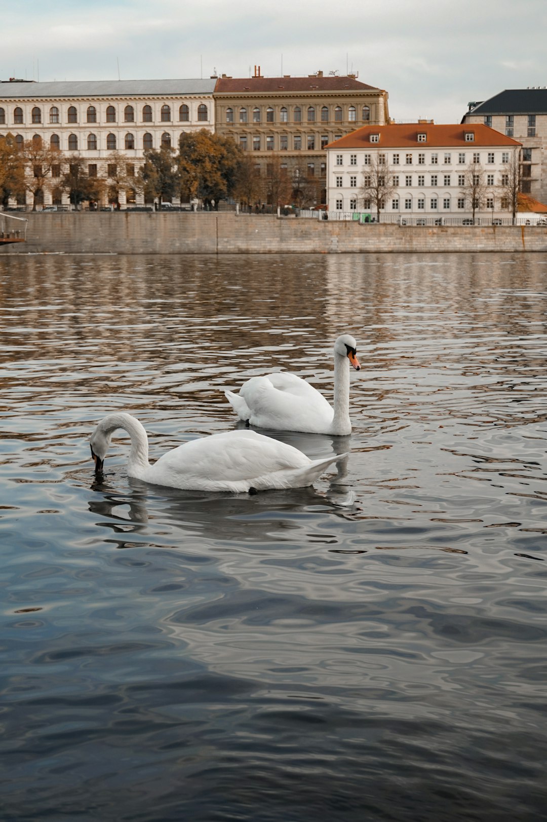 two white swans on body of water during daytime