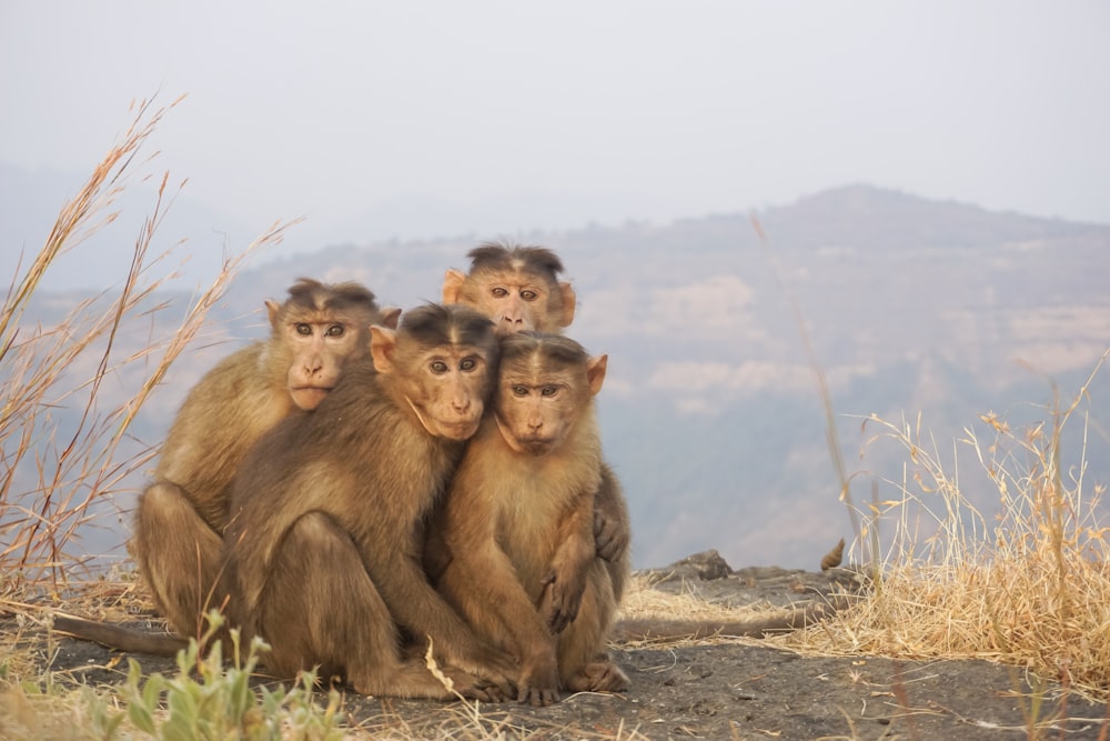 four brown monkeys sitting side by side during daytime