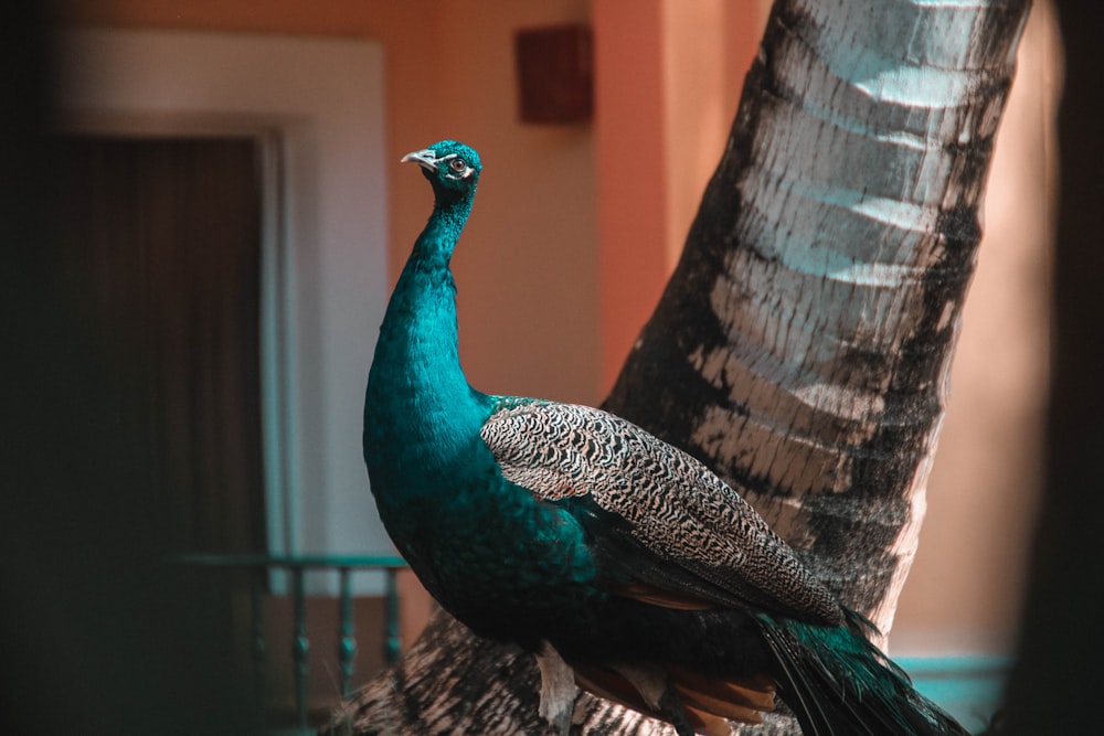 selective focus photography of blue and gray peacock beside tree