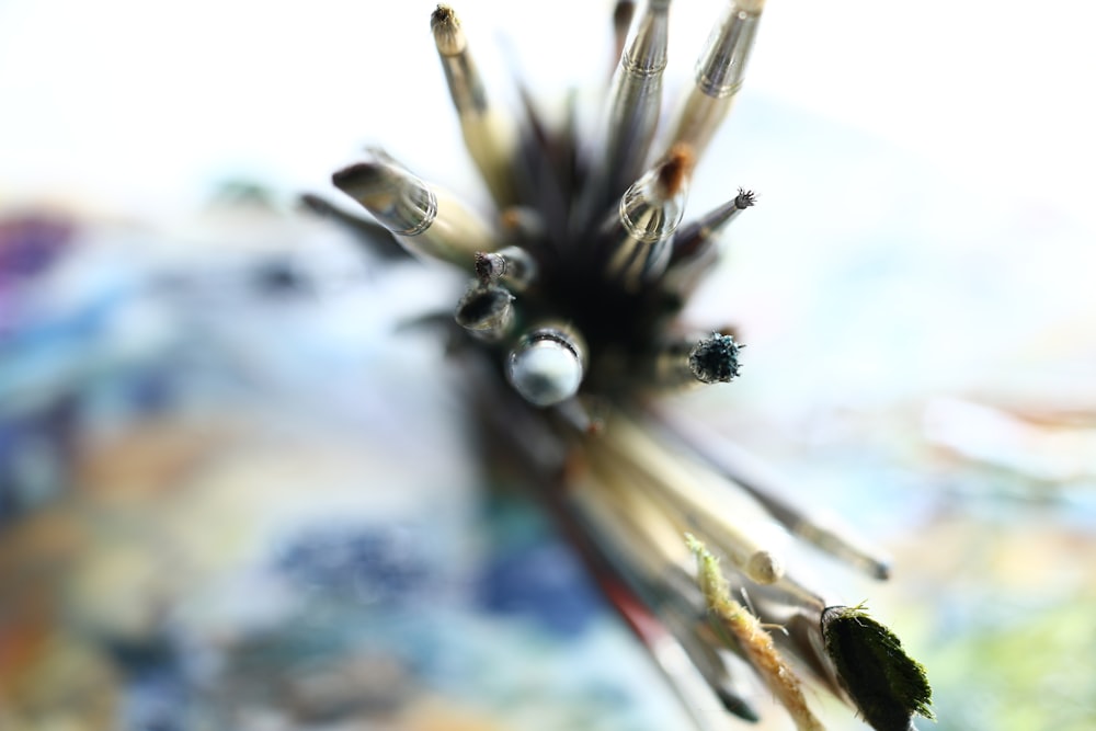 a close up of a bunch of paint brushes