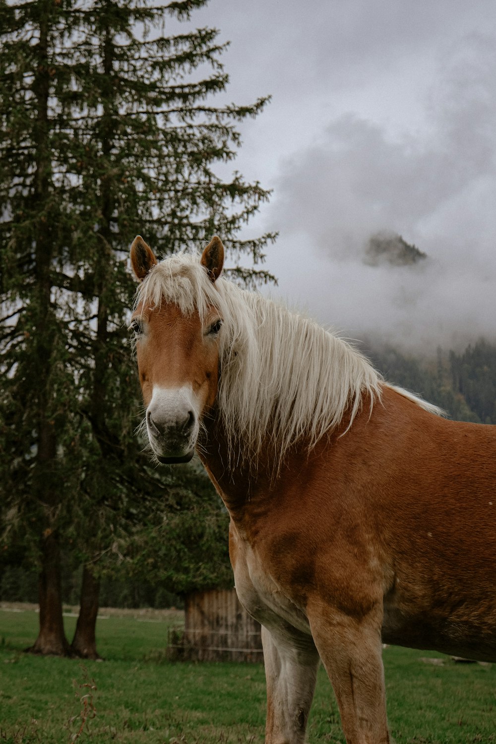 brown and white horse near tree