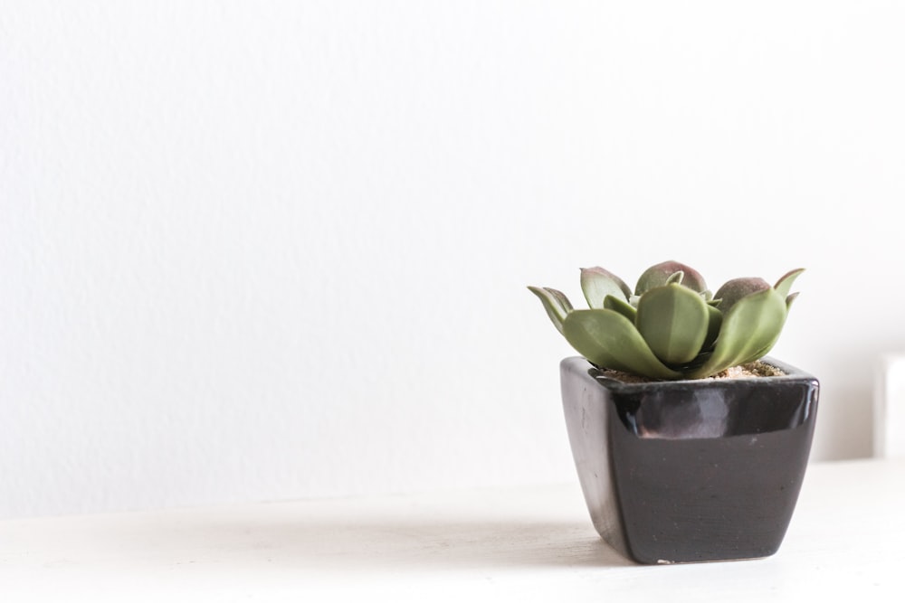 green succulent with gray vase