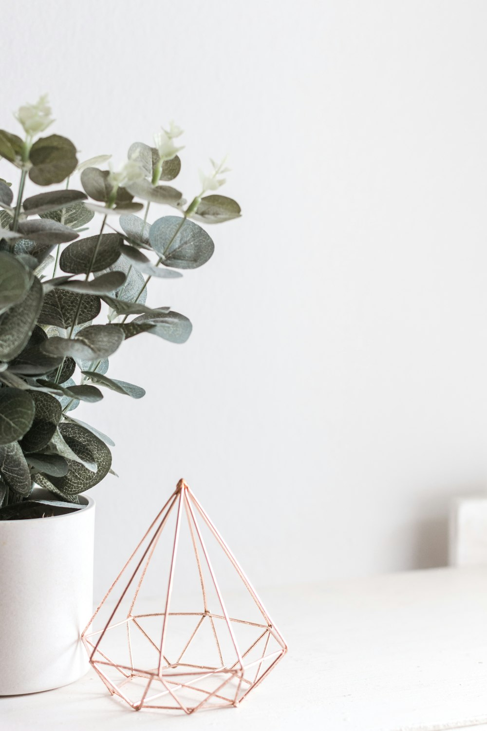 green leaf plant on vase