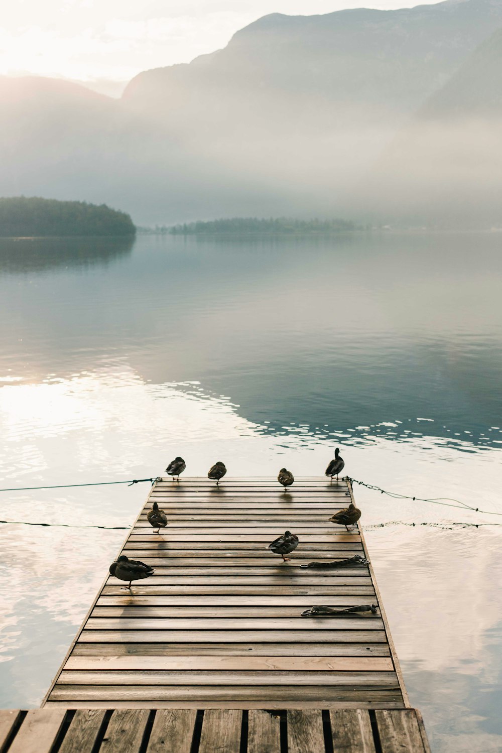 birds on brown wooden dock during daytime