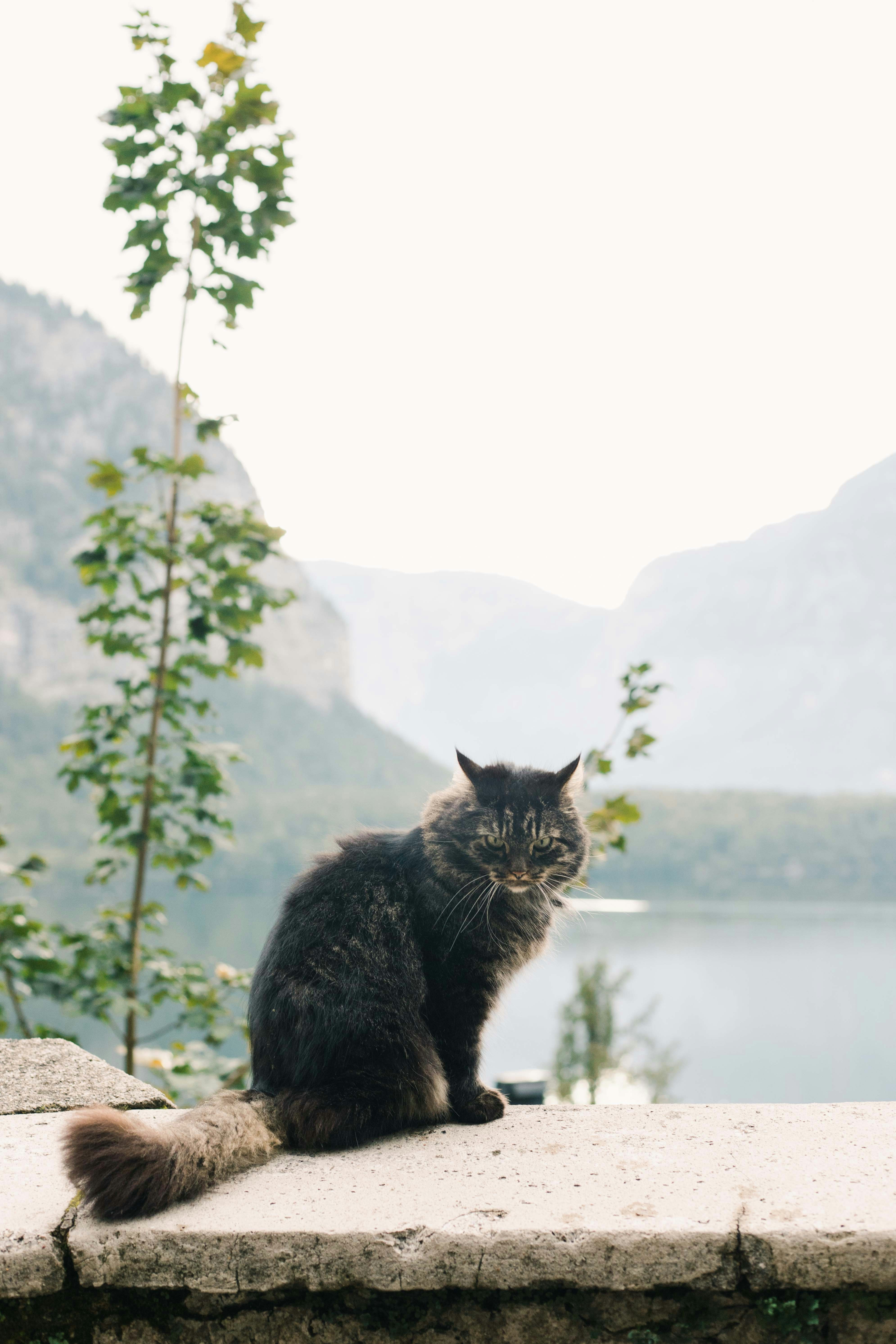 25. Norwegian Forest Cat: Viking Heart, Loyal Soul (image credits: unsplash)