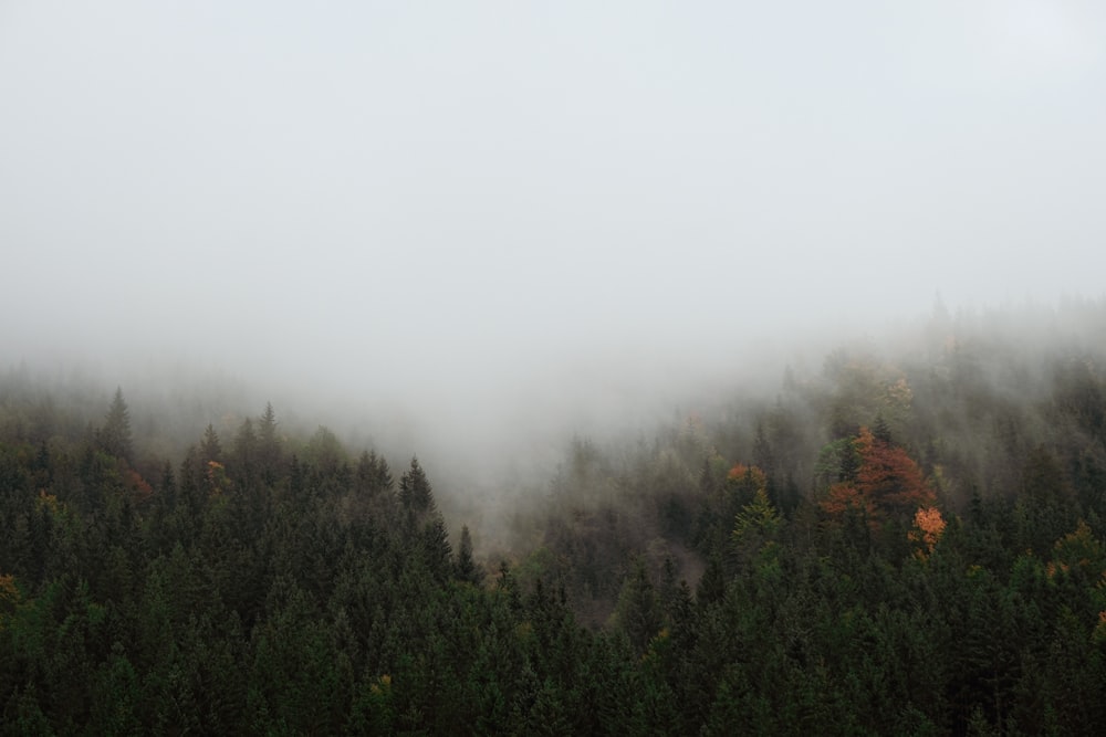 aerial photo of trees