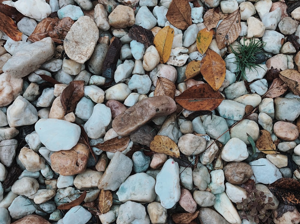 Hojas caídas sobre piedras marrones y grises