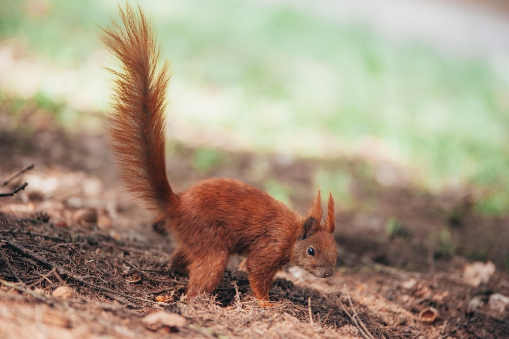 selective focus photography of brown squirrel on ground