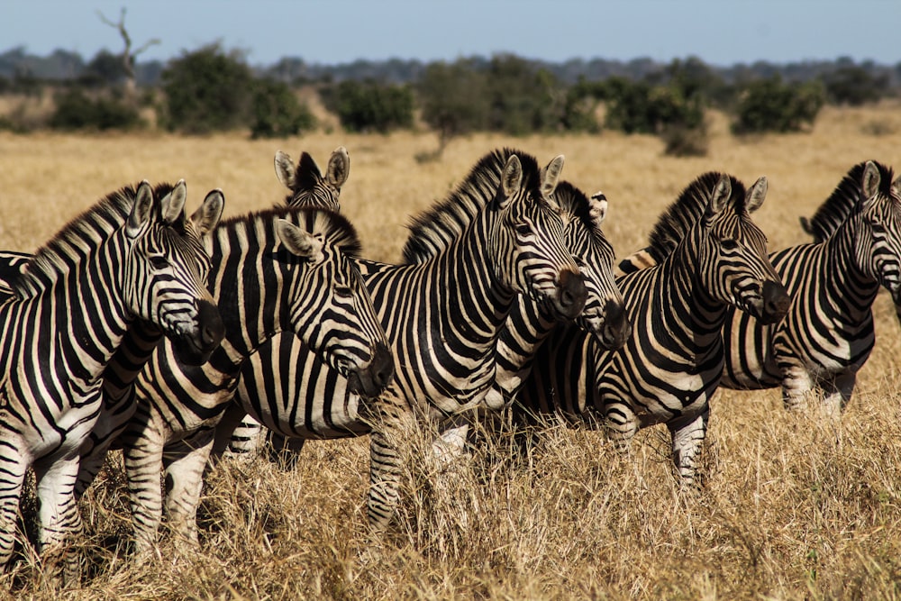 black and white zebras on grass