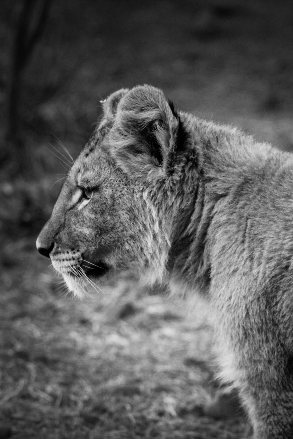 grayscale photo of tiger