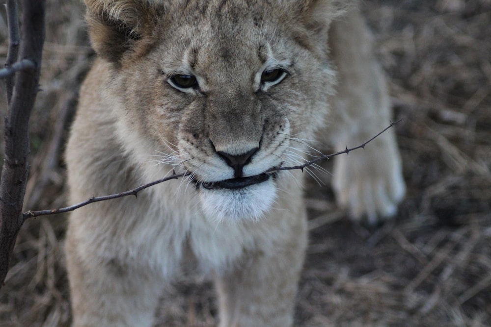selective focus photography of lion cub biting twig
