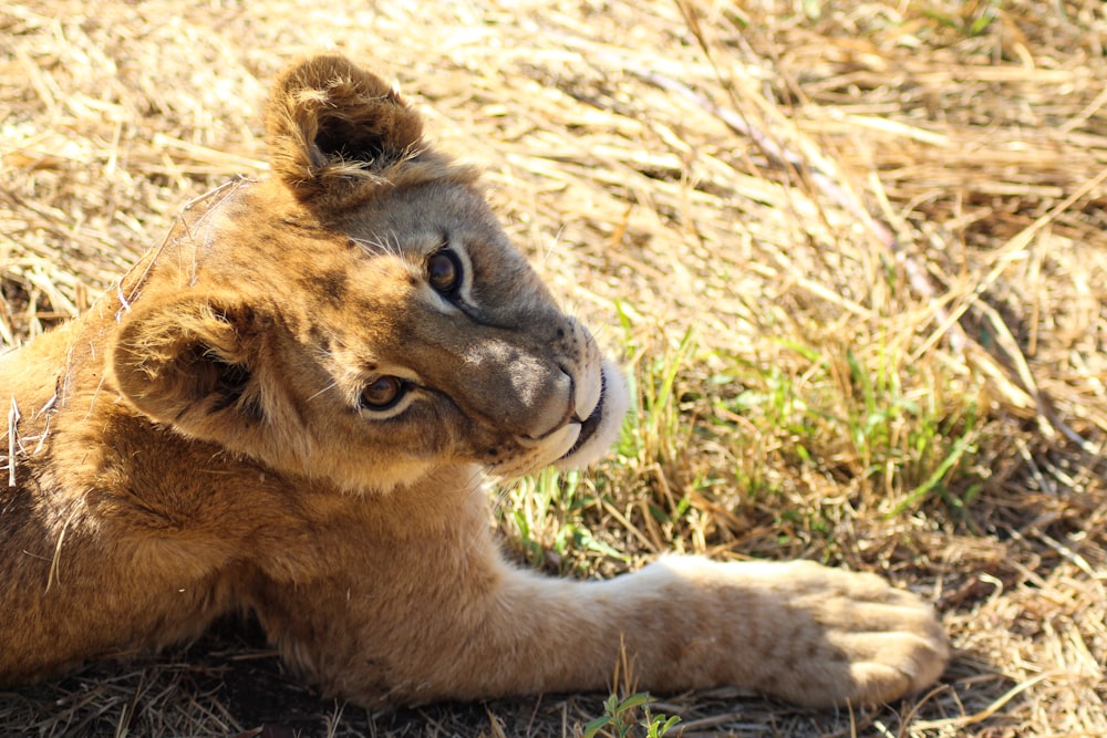 brown cub on brown grass