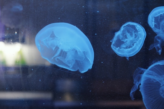 a group of jellyfish swimming in a tank
