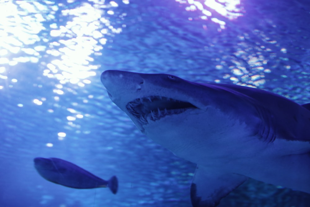 underwater photography of white and gray shark