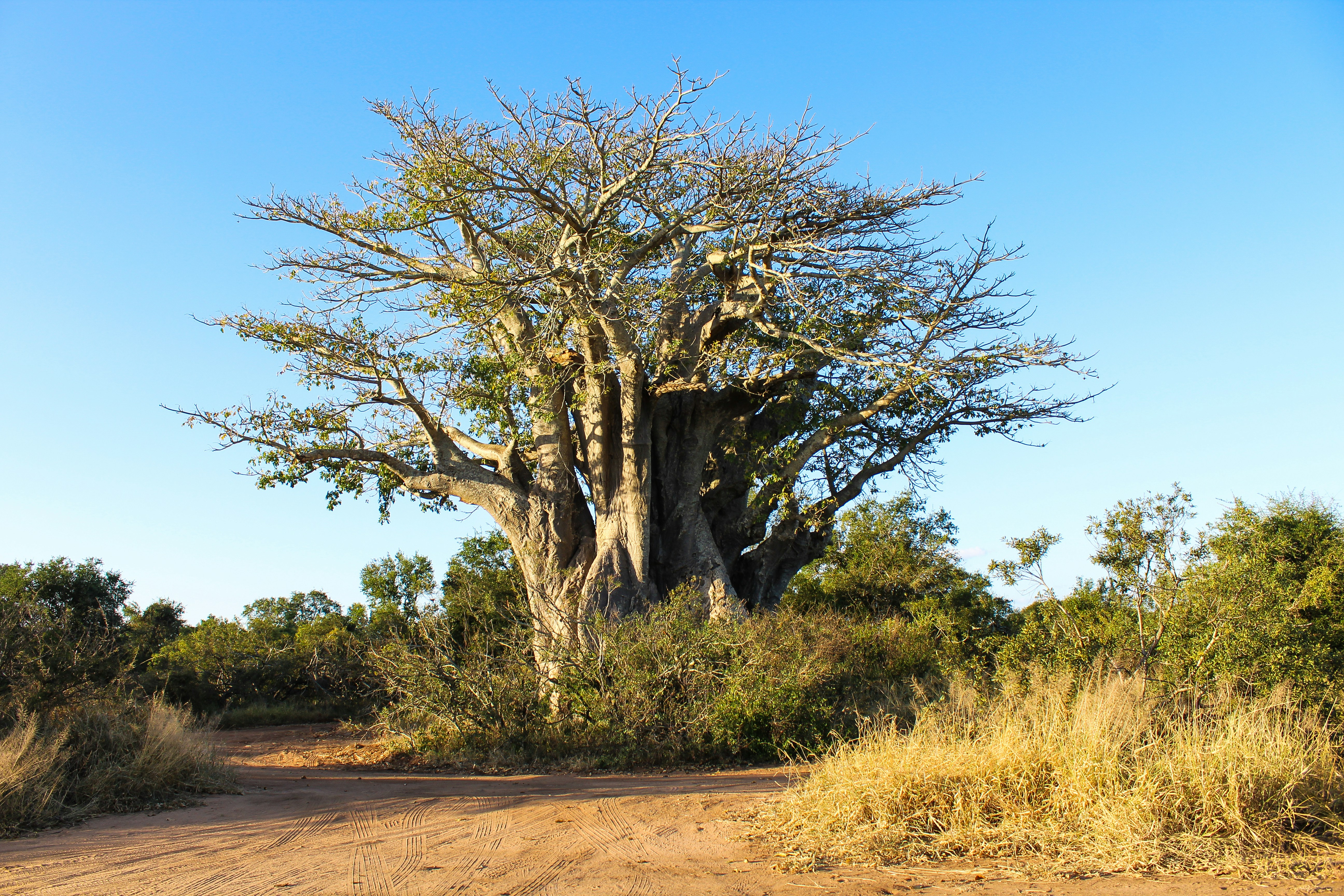 Baobab Fruit Benefits: Why This Local Superfruit Beats Most Vitamin C Supplements