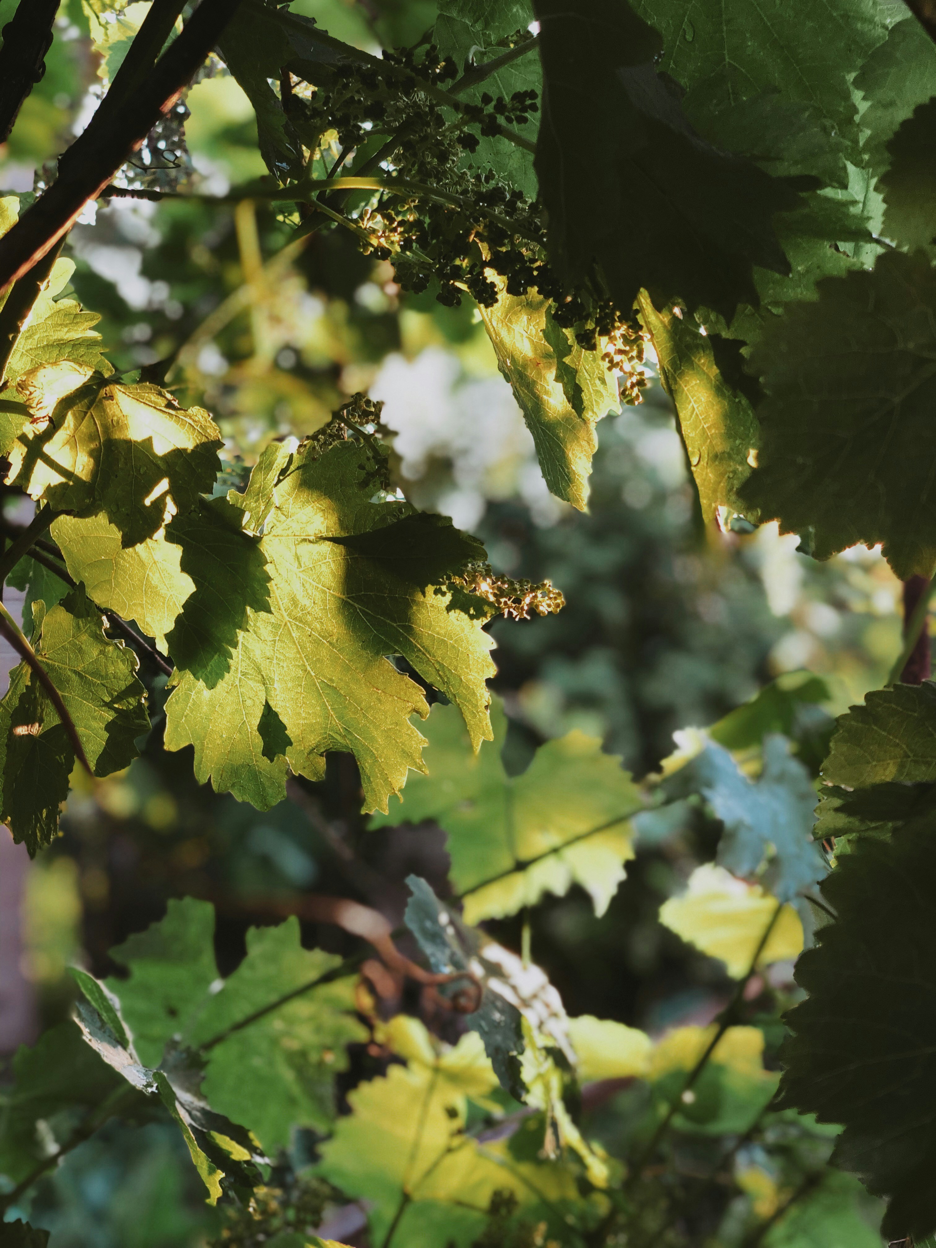 Photo by viktoria_svishch