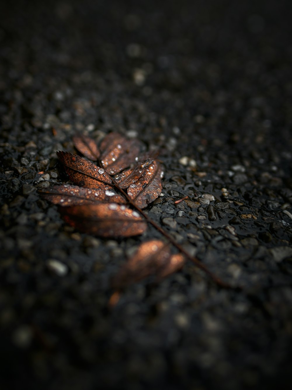 brown leaf