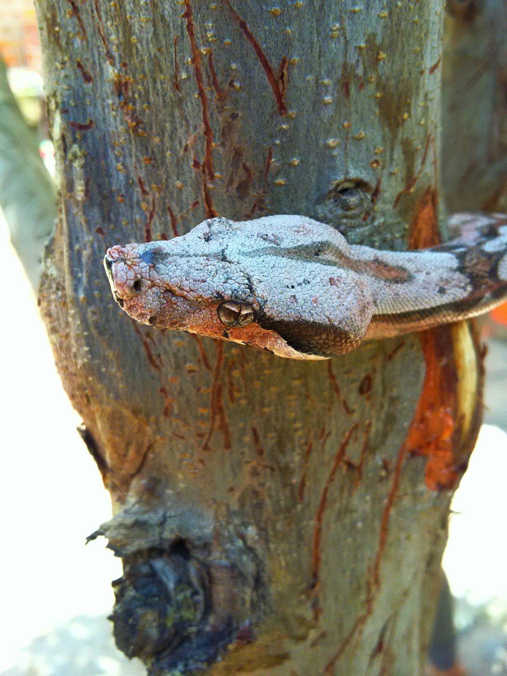 gray and brown snake on tree