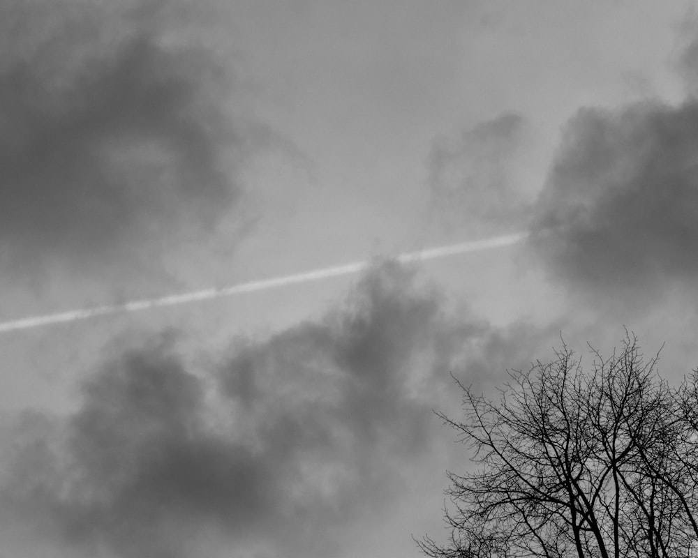 grayscale photography of bare tree