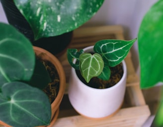 Modern steel cachepots holding vibrant green plants arranged on a wooden shelf.