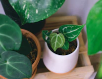 Close-up of vibrant ornamental plants arranged in elegant pots on a wooden shelf.