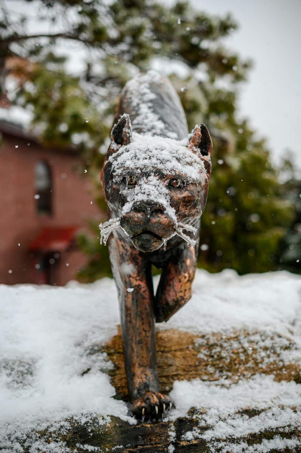 Perro de pelo corto blanco y marrón en suelo cubierto de nieve durante el día