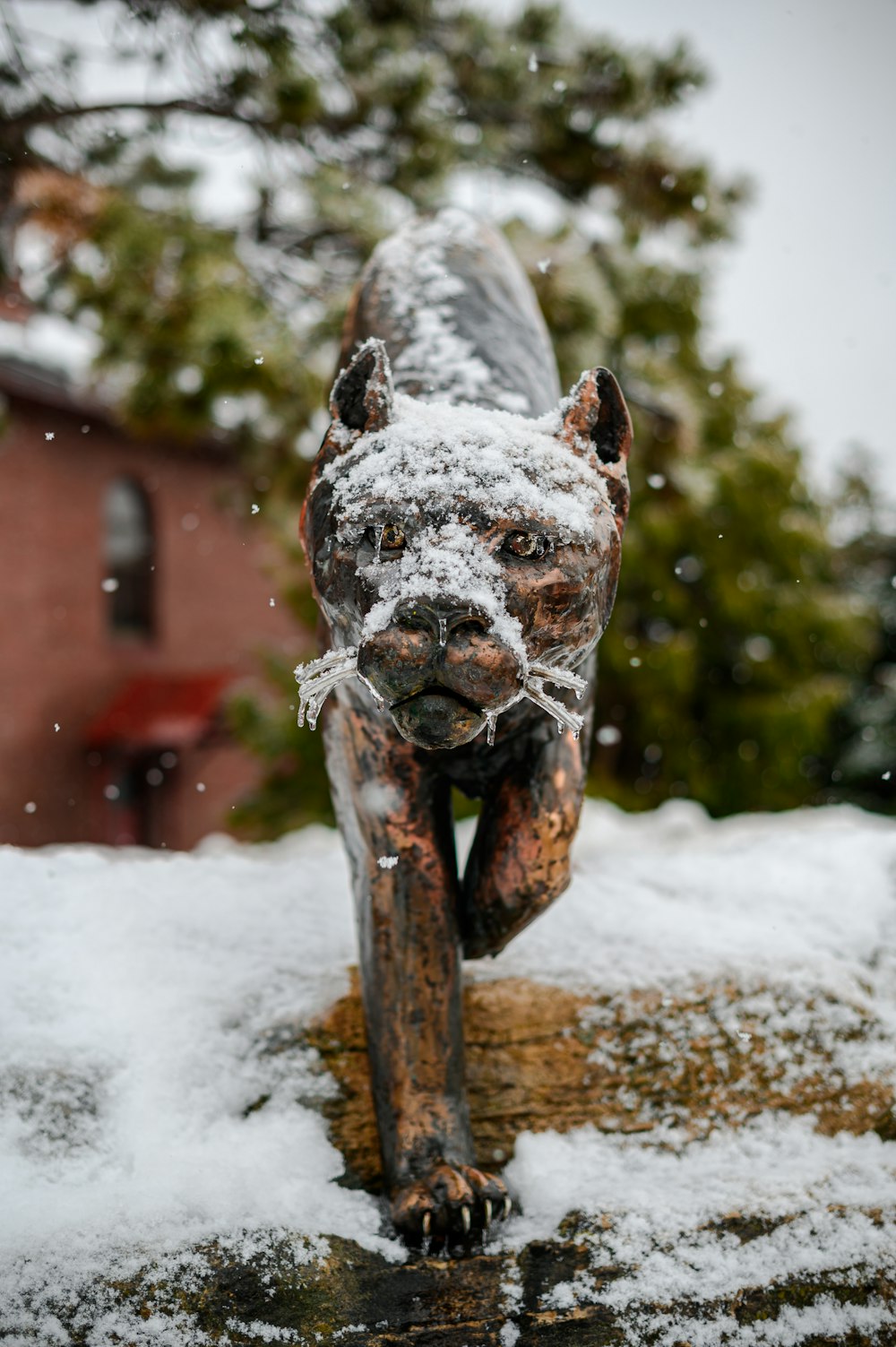 white and brown short coated dog on snow covered ground during daytime