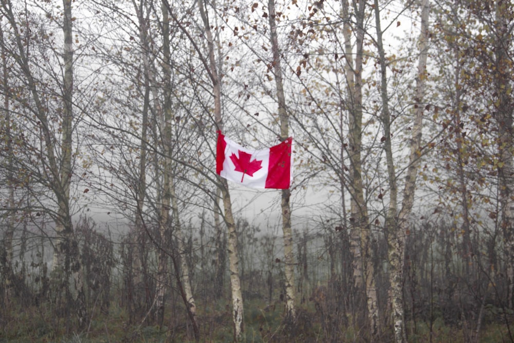 Bandera de Canadá colgada en un árbol
