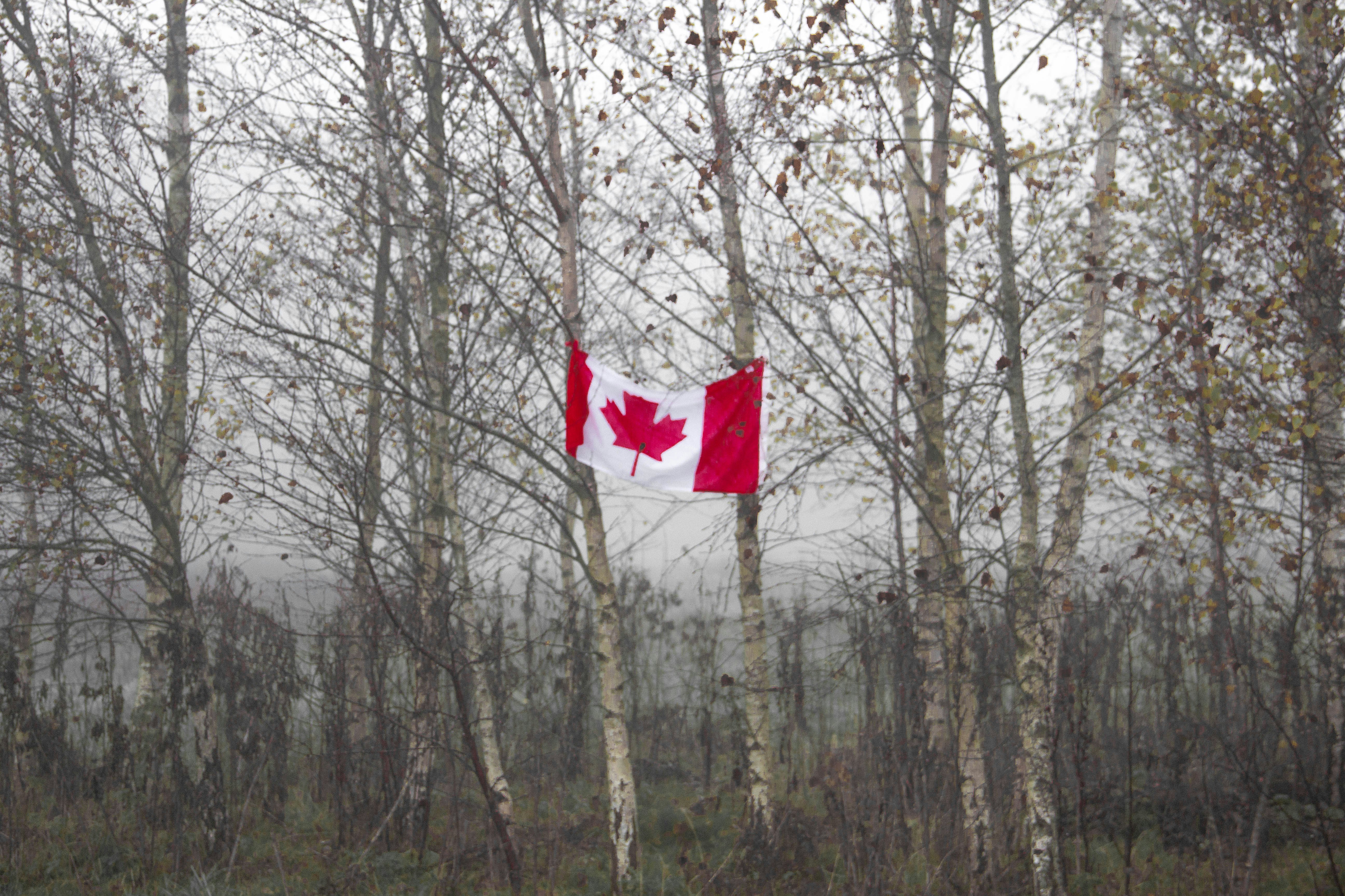 Canada flag hanging on tree