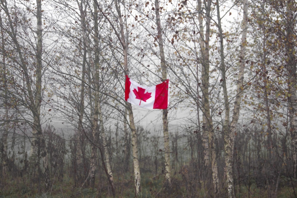 Canada flag hanging on tree