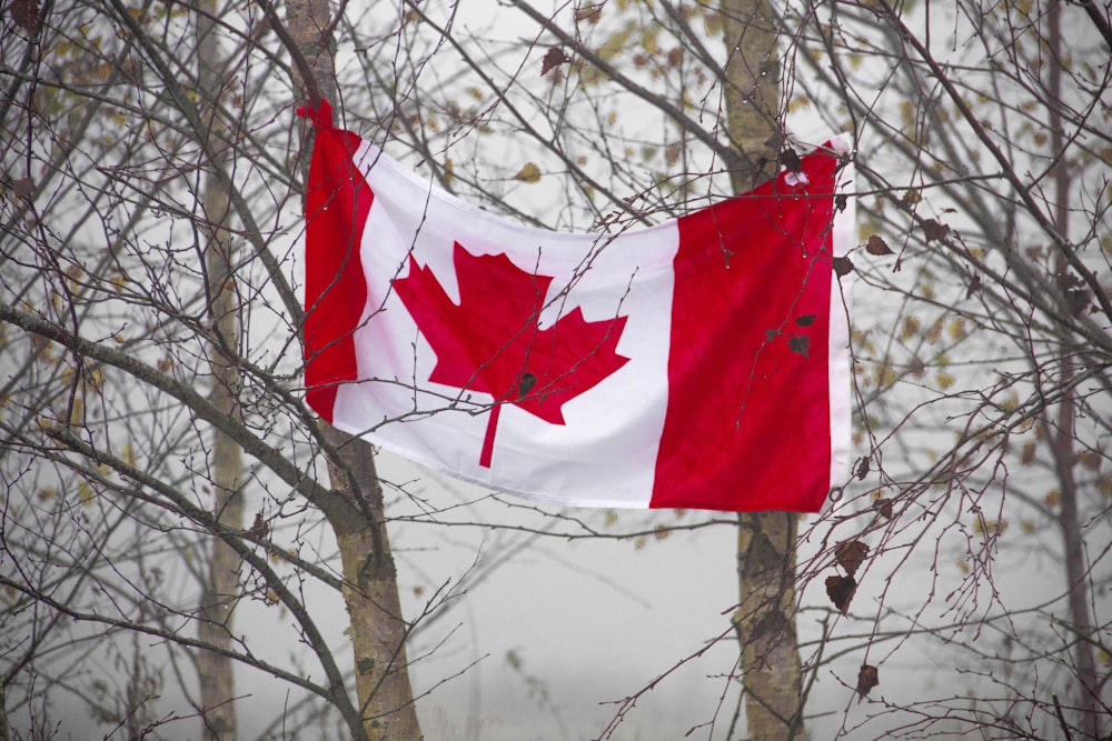 Canada flag on tree