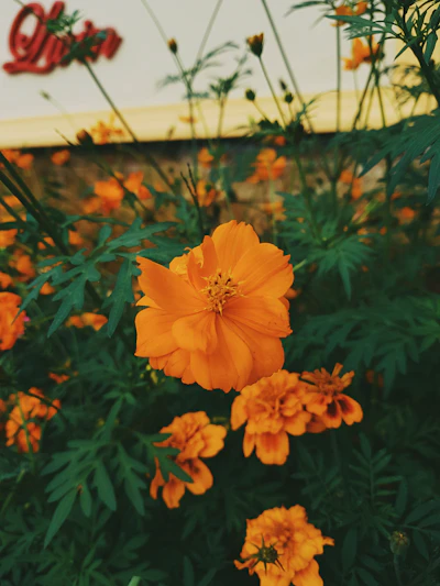 Marigold