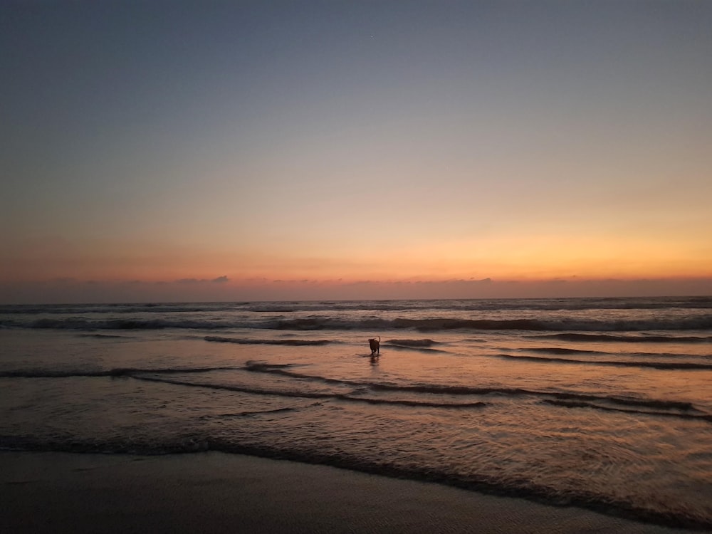 silhouette photo of man on beach