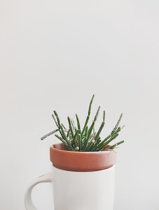 Cactus Note Holder