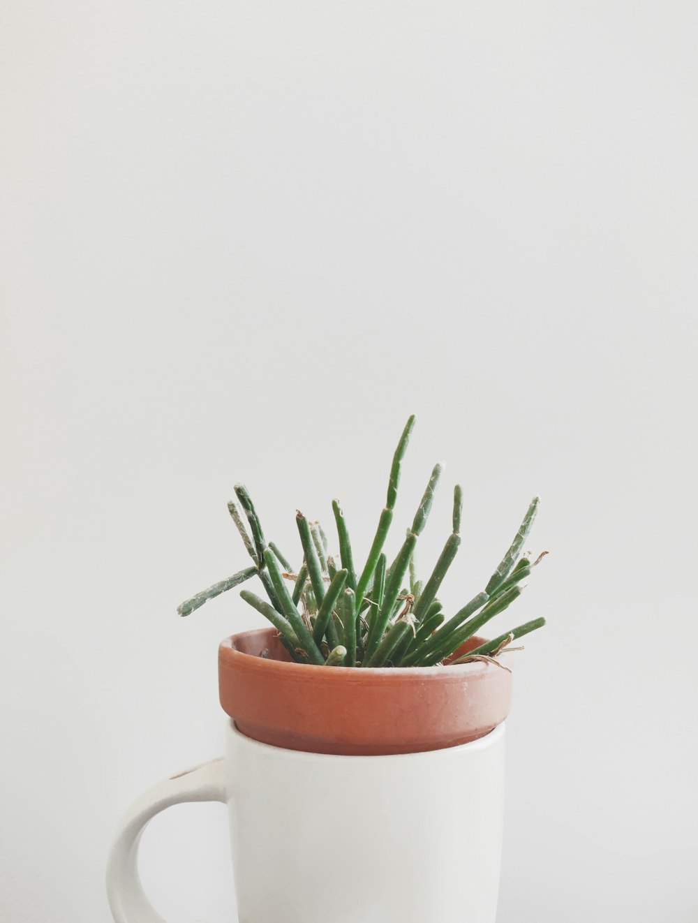 green-leafed plant