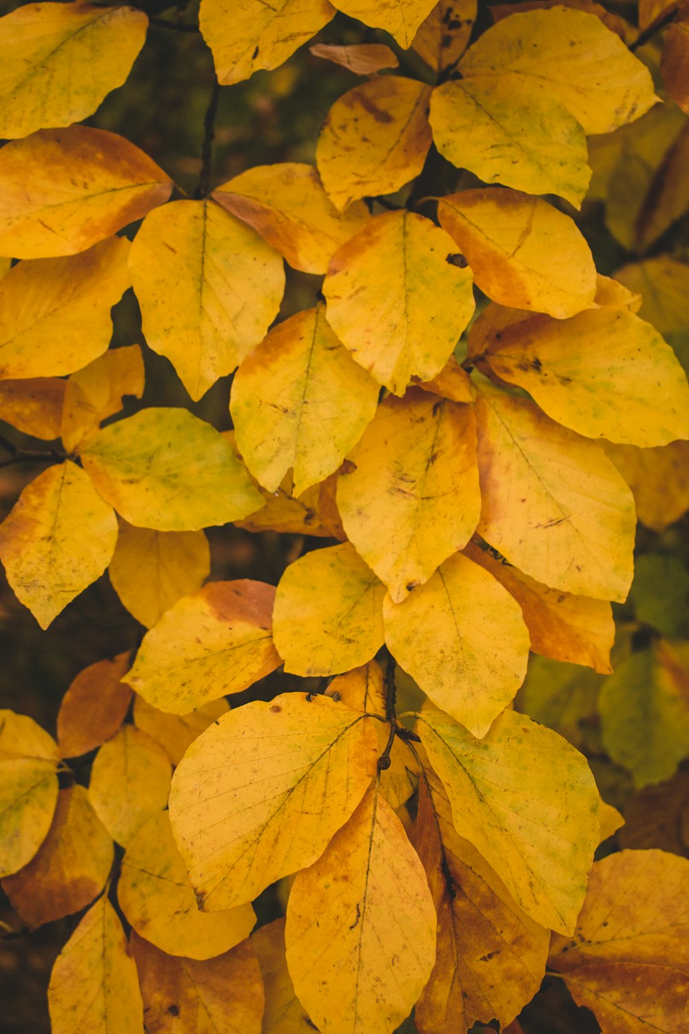 plantas de hojas amarillas