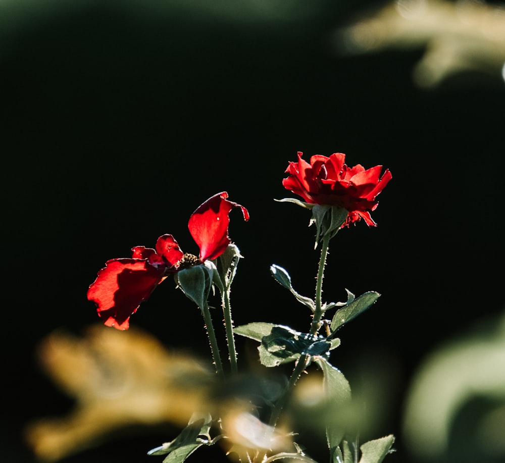 close-up photography of red flowers