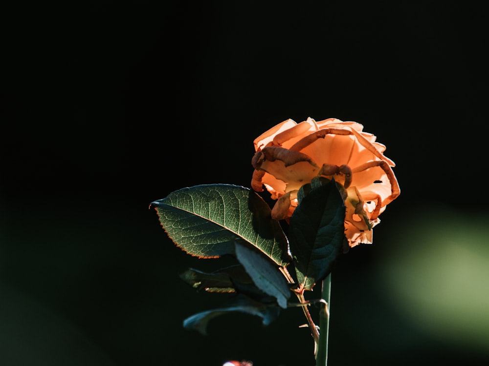 close-up photography of yellow flower