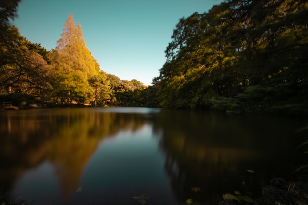 lake surrounded by trees