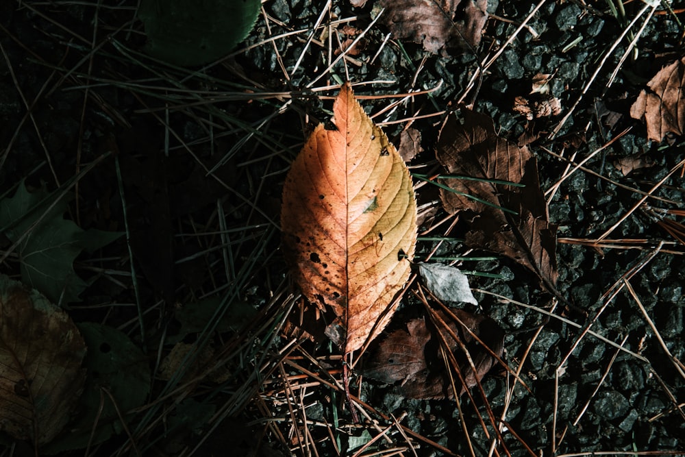 brown leaf