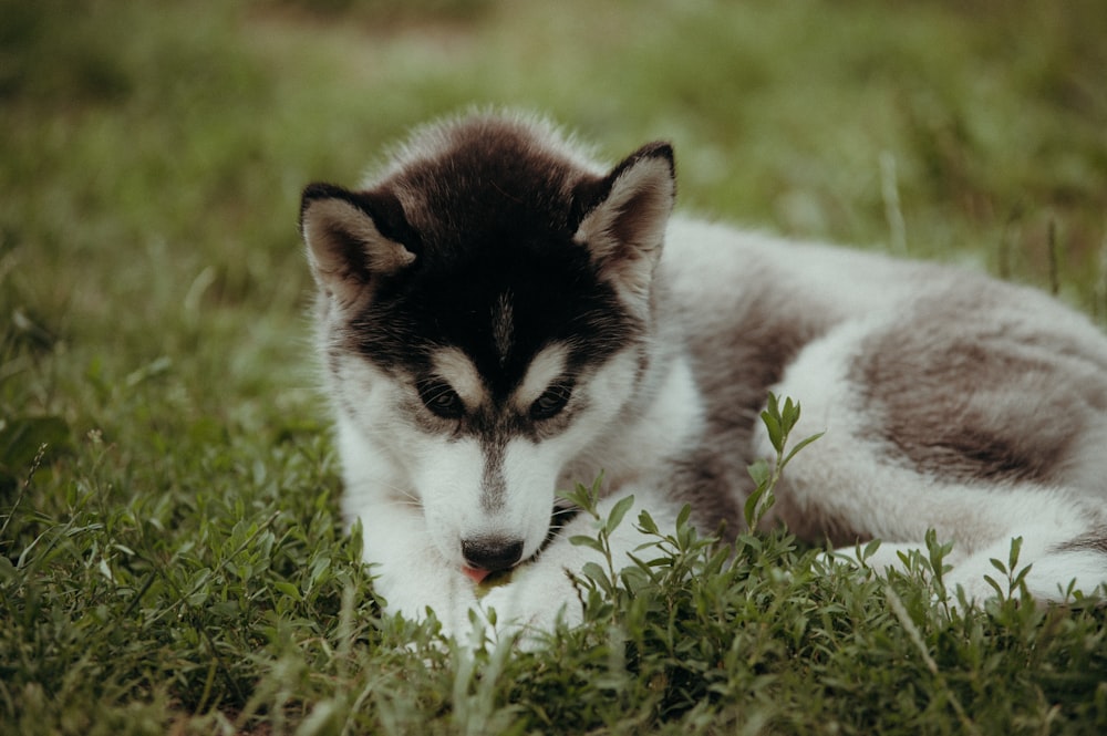 selective focus photo of puppy on grass