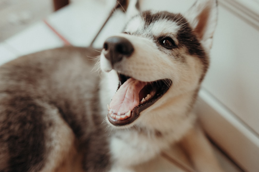 selective focus photo of puppy