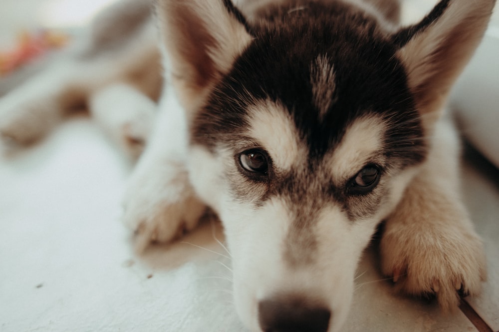 selective focus photo of puppy