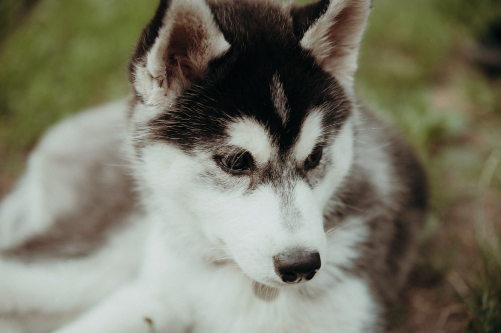 selective focus photo of puppy