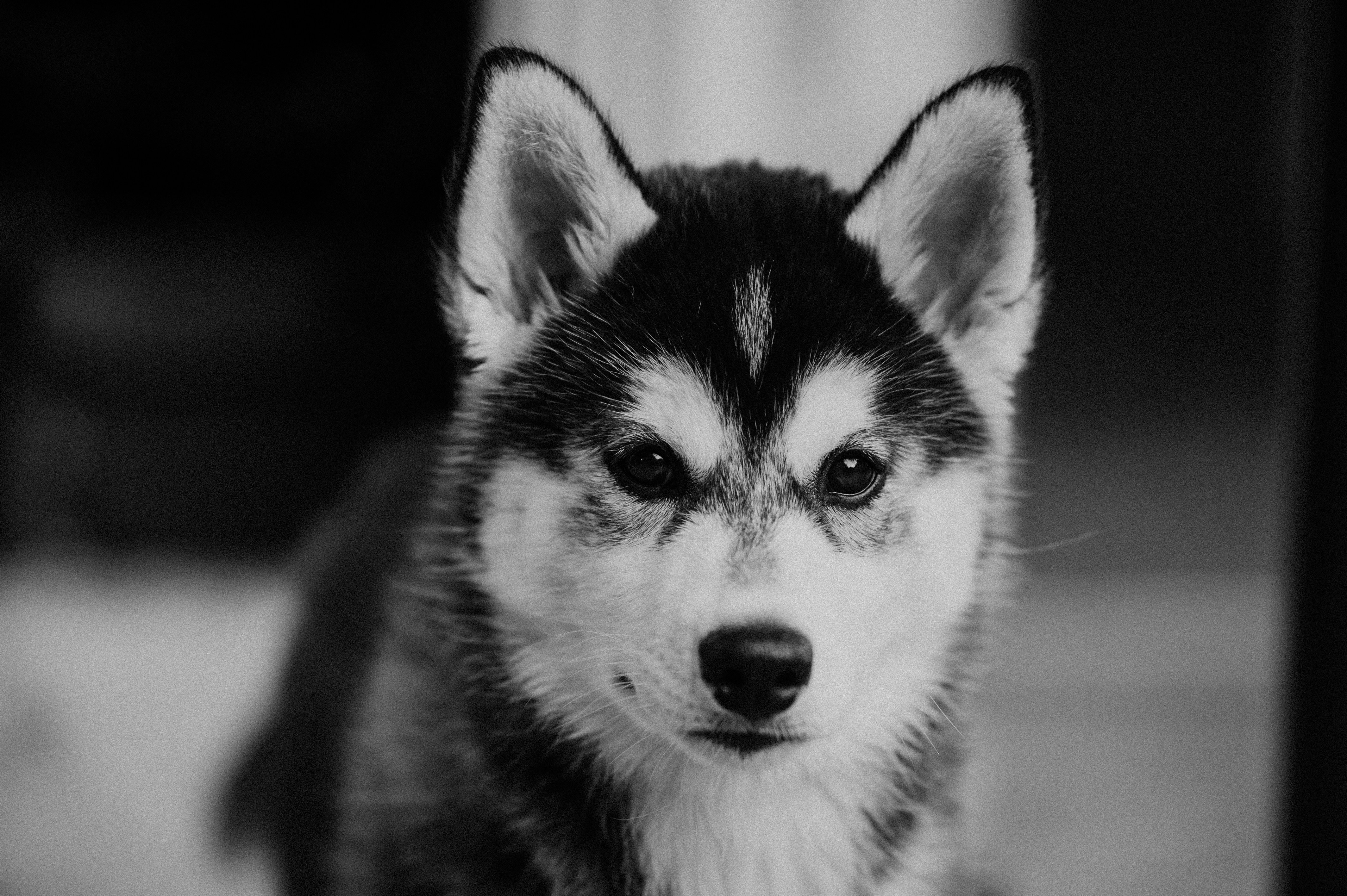 young husky dog