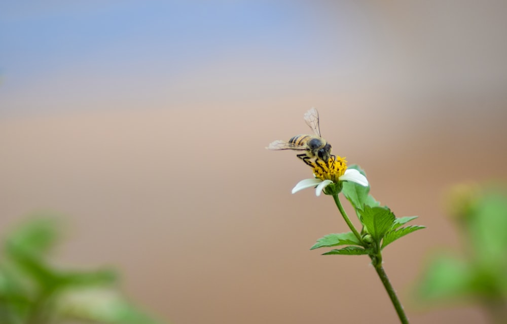 bee sipping nectar on flower