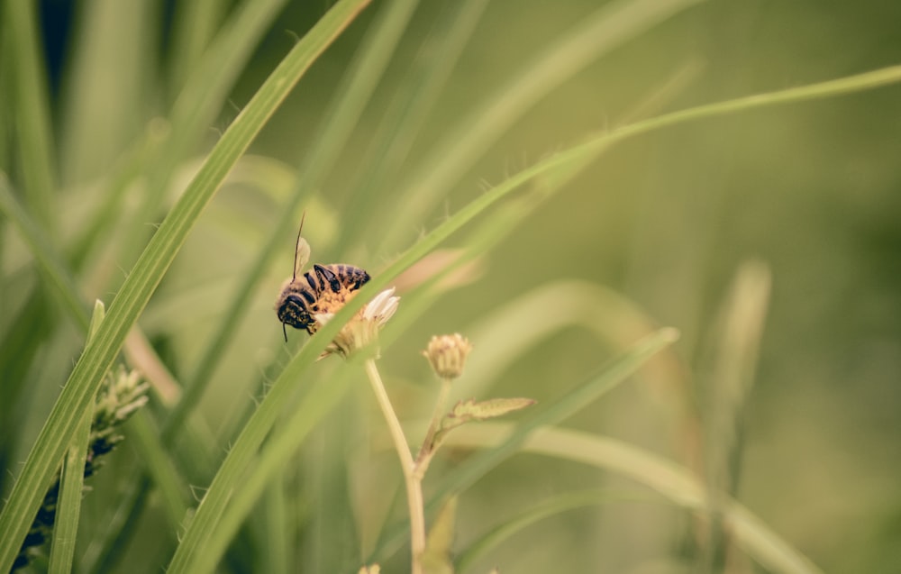 a bee sitting on top of a green plant