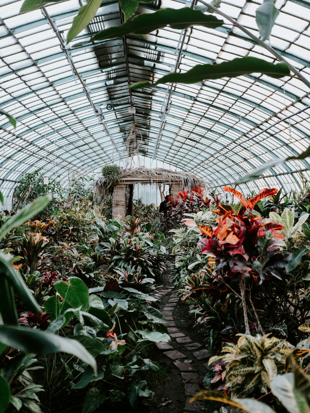 assorted plants inside greenhouse