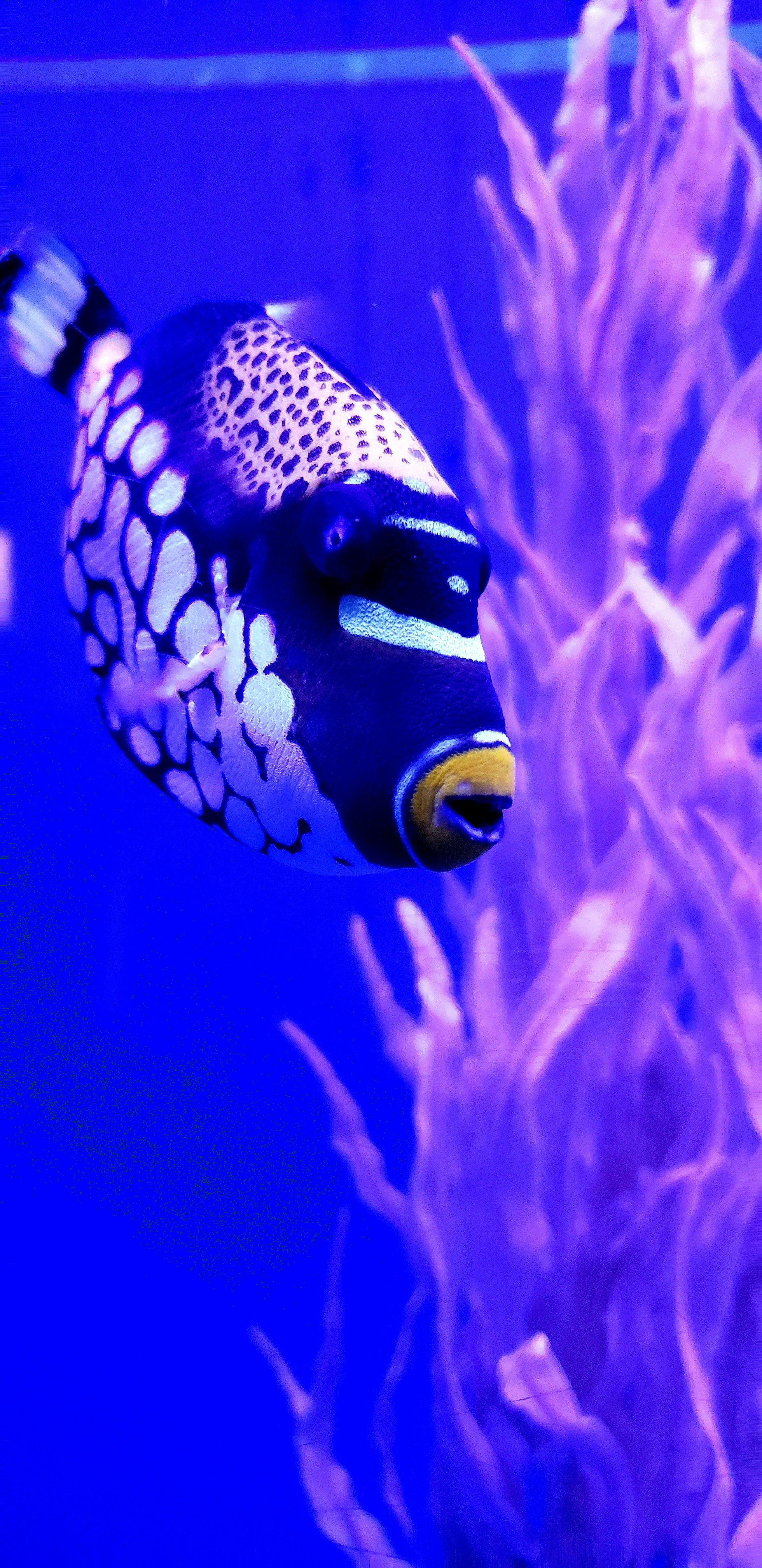 Ikan polkadot hitam dan putih
