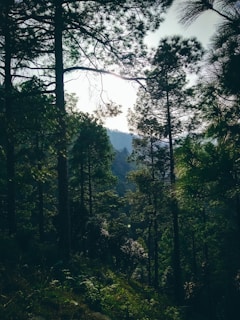 low angle photo of trees